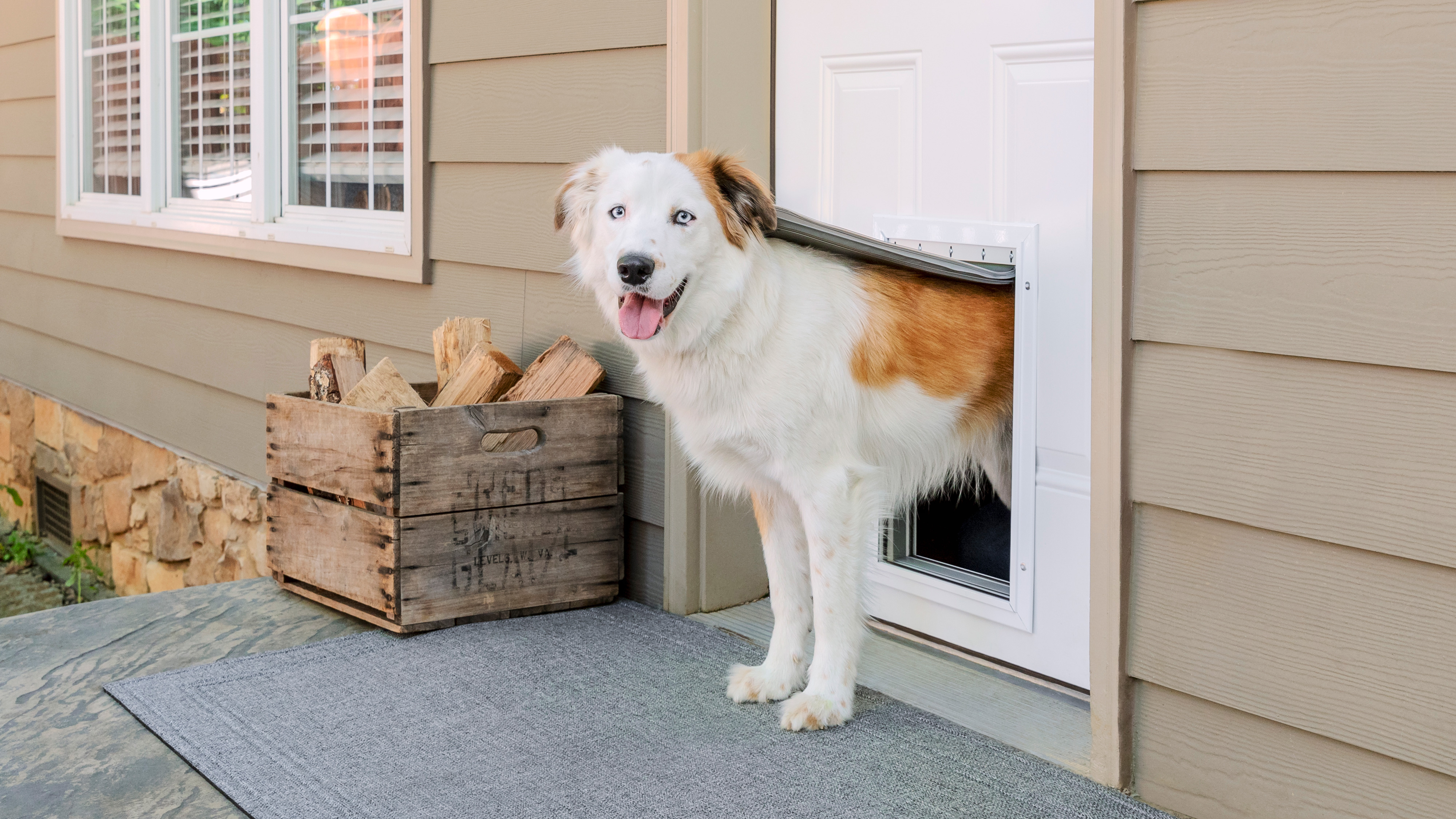 Fall 2021 Animal House, dog doors