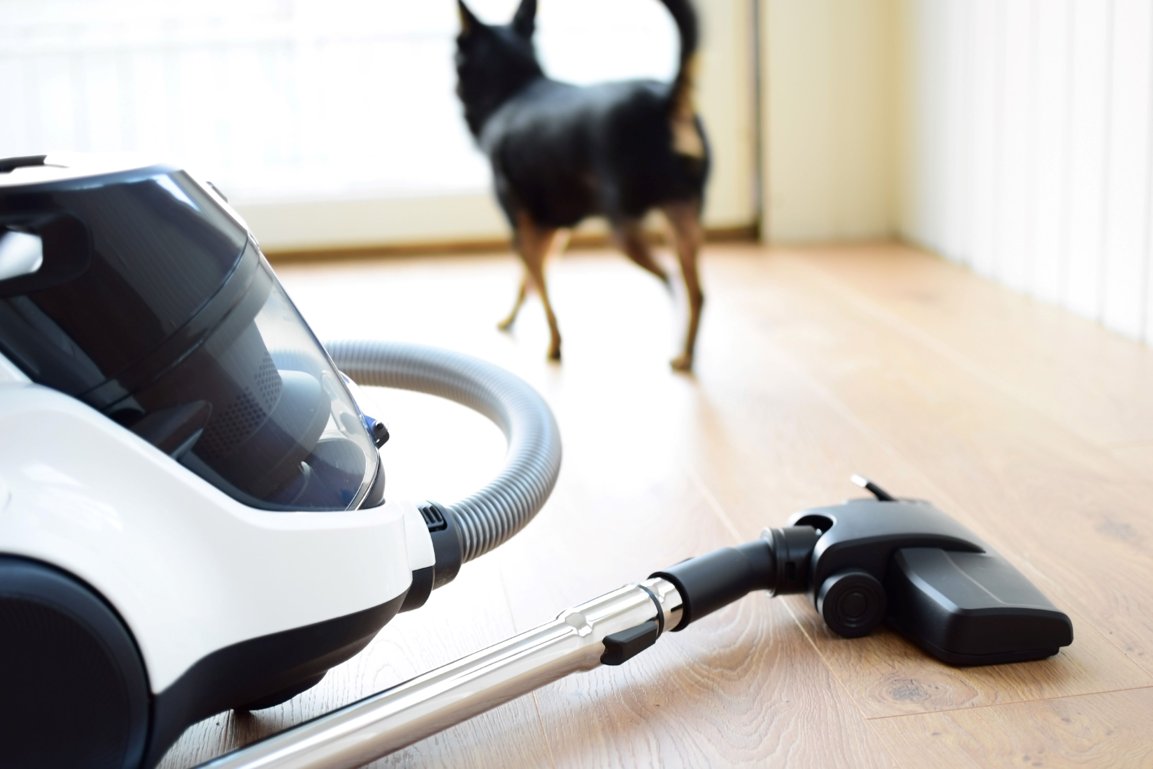 a canister vacuum used for pet hair in the foreground with a dog running away in the background