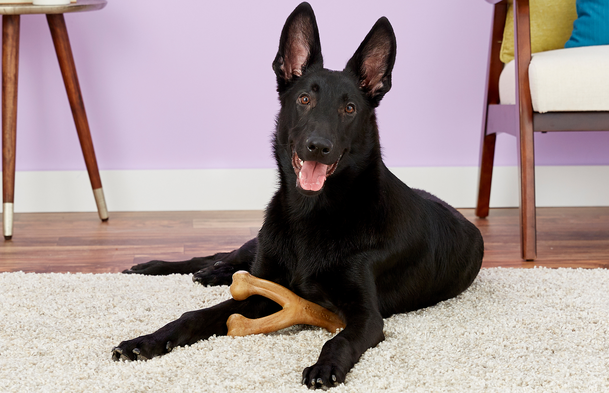 A happy black dog sits on the edge of the rug with its toy